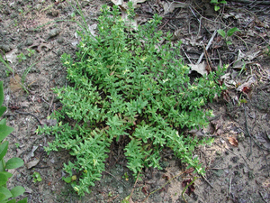 Photo By: Stephen M. Young. Photo taken: Richmond County, NY on 12 August 2003